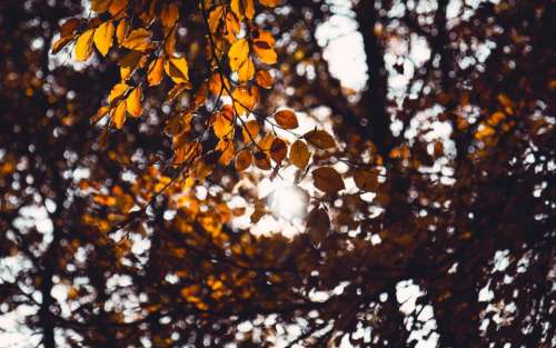 tree leaves plants nature sunlight