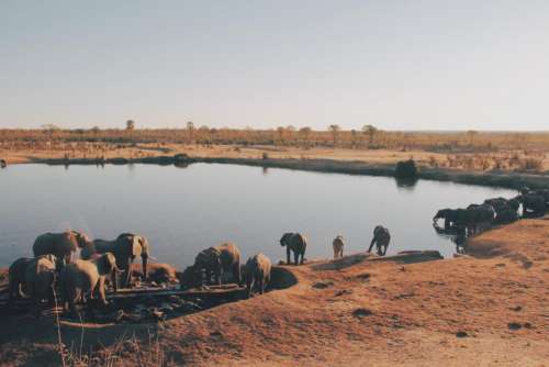 lake water animal wildlife elephant