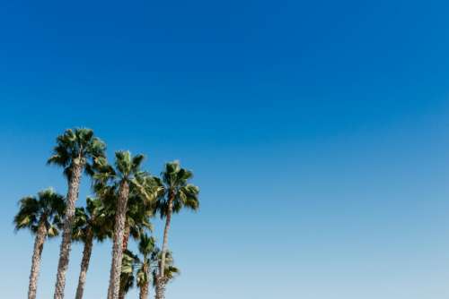 palm trees blue sky nature outdoors