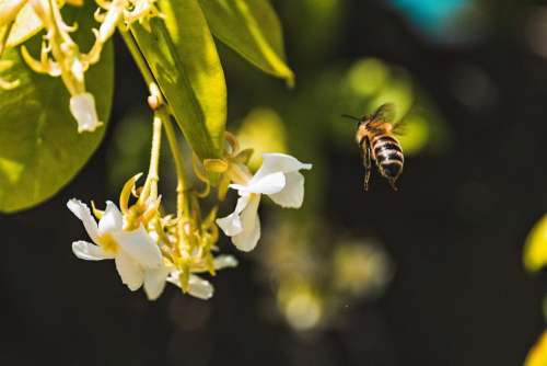 bee insect animal flower plant