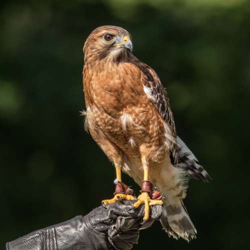 hawk hand glove perching falcon