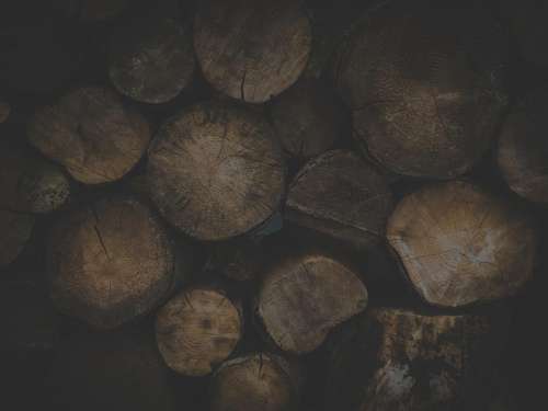 nature trees wood logs pile