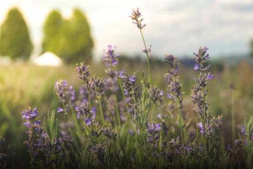 flowers field grass nature rural