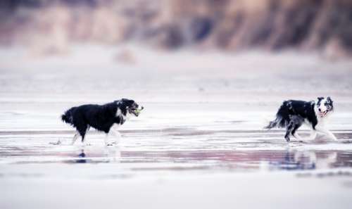 black & white dog beach running playing