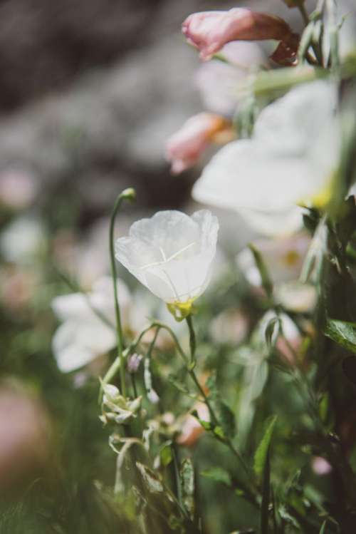 white petals flowers green nature