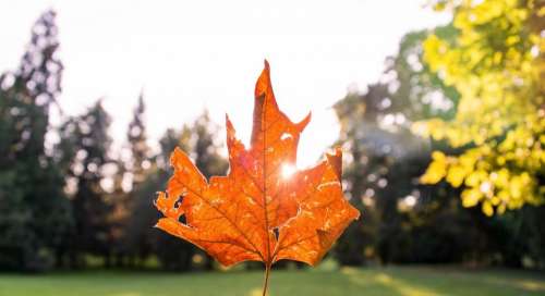 maple leaf leaves autumn fall nature