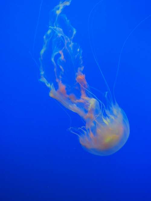 jellyfish ocean blue sea water