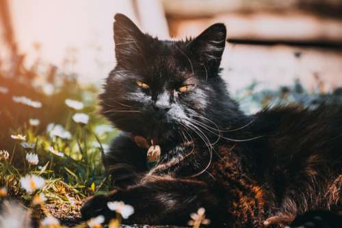 black cat sun garden daisy