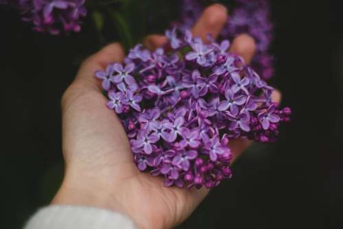 hand palm violet purple flower