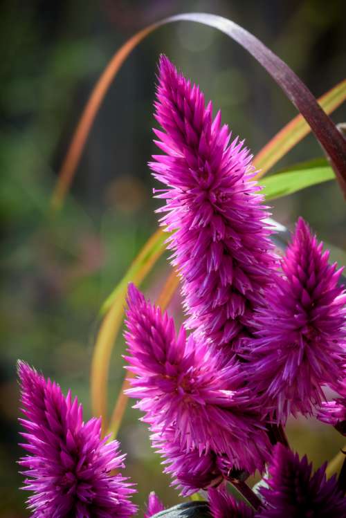 pink flower close up spiky nature