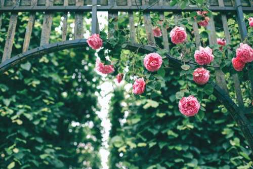 roses pink flower petals bloom