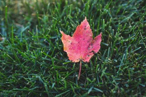 maple leaf fall autumn green grass