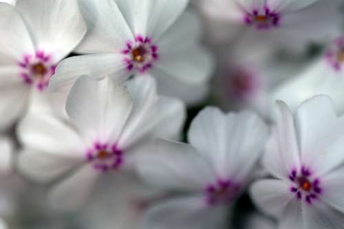 white flowers background soft focus