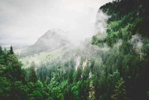 nature forests trees slope fog