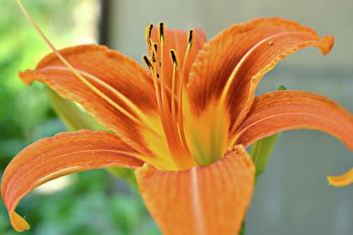 orange flower close up macro garden