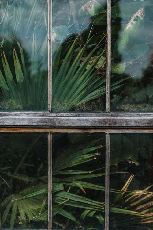 window shield glass green plants
