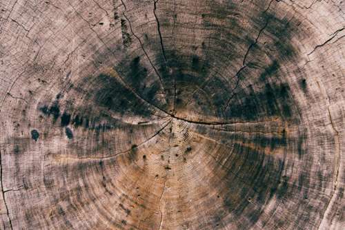 wood log texture lumber