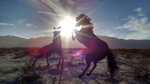 horse animal nature mountain sunlight