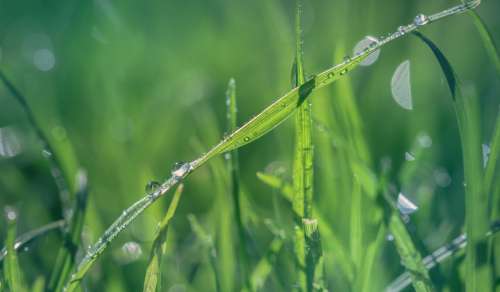 water droplets grass blur bokeh