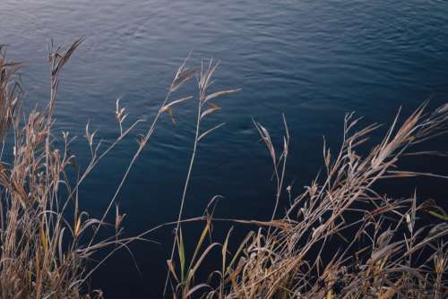 river lake water plants nature