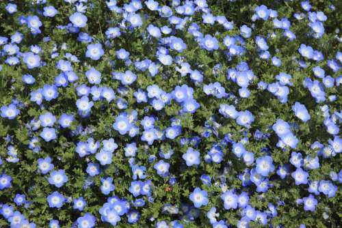 flower blue petal bloom garden