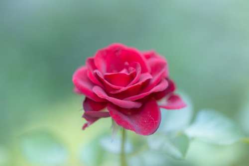 red rose petal flower bloom