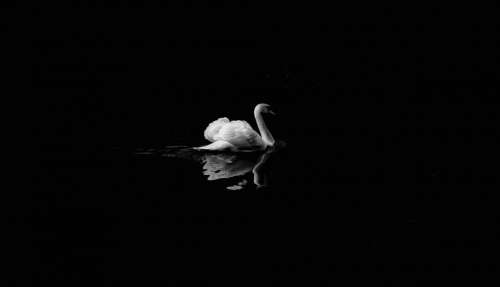 black and white dark swan duck bird