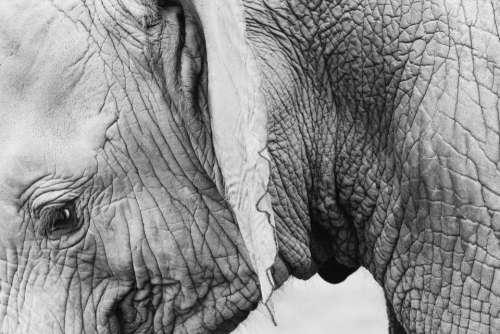 elephant animals black and white