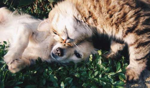 dog cat animals love romance