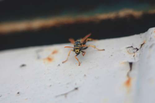 wasp insect nature bug macro