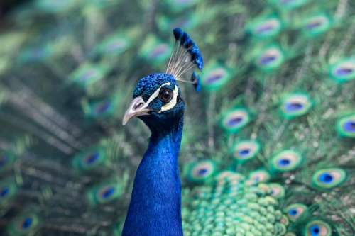 animals birds peacock eyes beak