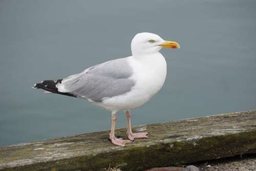 seagull bird animal seashore water