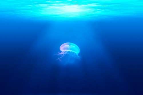 jellyfish underwater ocean sea blue