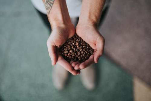 hand palm coffee beans seeds