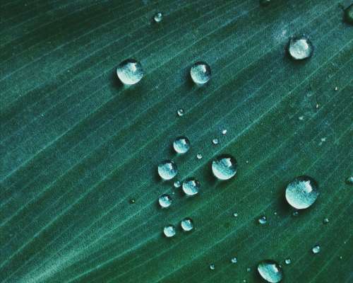 rain drops leaf raindrop leaves