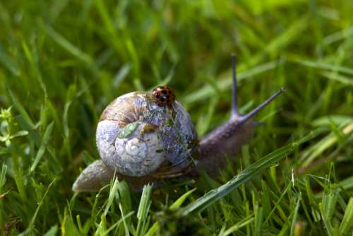 snail ladybird insect animal garden