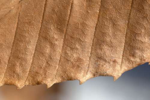 macro leaf detail organic nature
