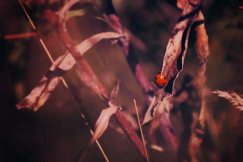 plant blur red beetle bug