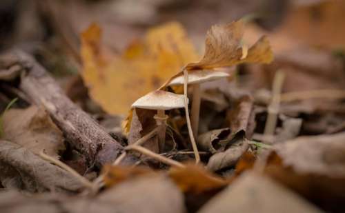 leaf fall autumn outdoor