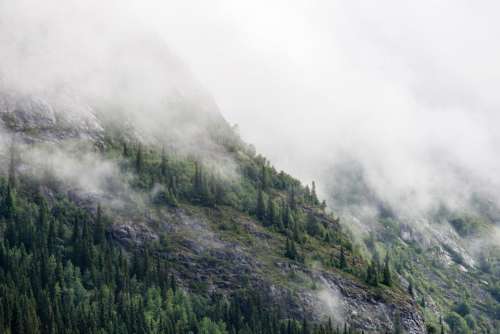 highland trees mountain fog cold