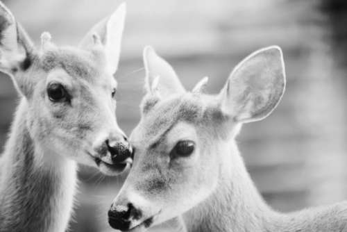 black and white deer animal wildlife