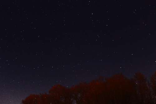 nature trees night sky stars