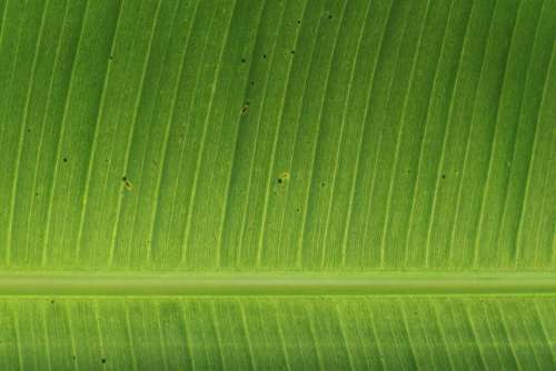 green leaves plants garden autumn