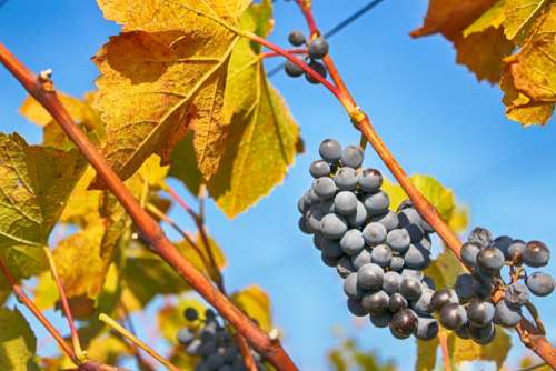 blue sky garden field grape