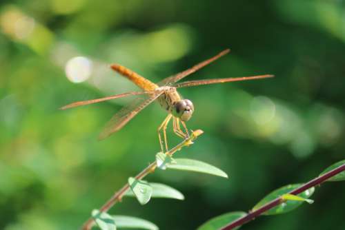 dragonfly insect plant green nature