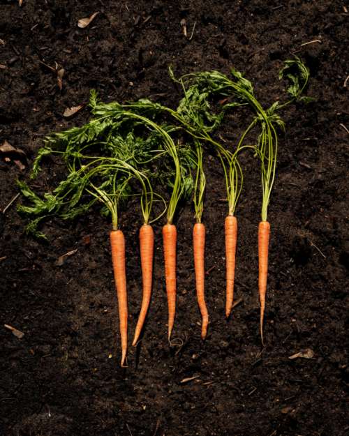 carrots soil top view vegetables