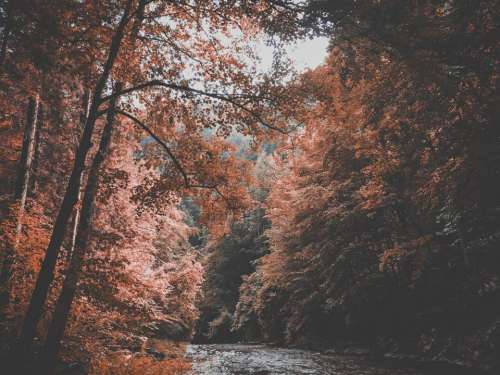 nature landscape trees forest stream