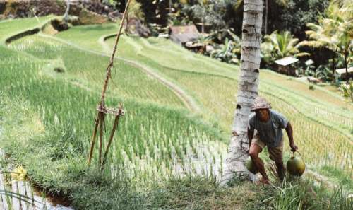 people man farming coconut tree
