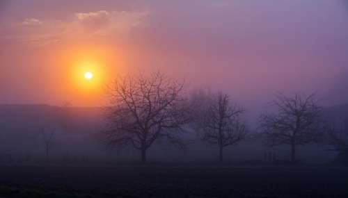 sunrise morning fog foggy trees