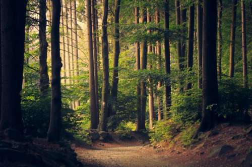 trees forest woods nature path